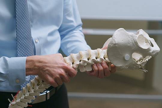 Chiropractic Ramsey MN Holding Spine Model